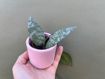 Hoya caudata Babyplant