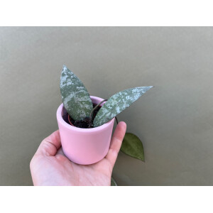 Hoya caudata Babyplant