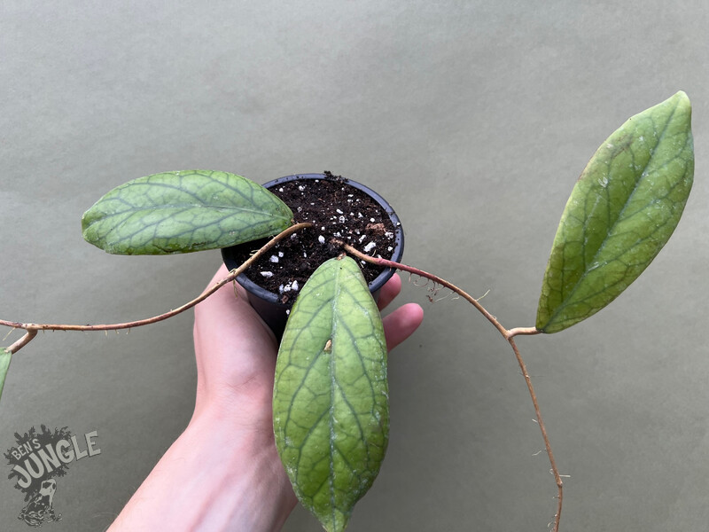 Hoya vitellinoides buy