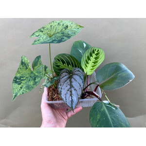 Bens Zimmerpflanzen Ableger Box