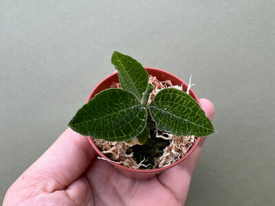 Anectochilus roxburghii green