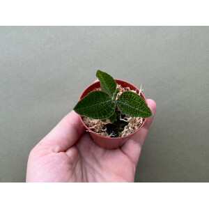 Anectochilus roxburghii green