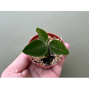 Anectochilus roxburghii green