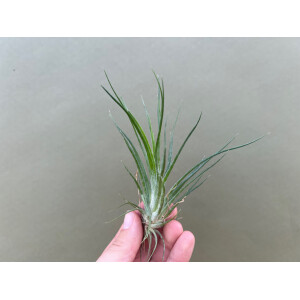 Tillandsia bulbosa x ionantha