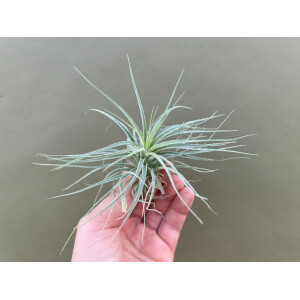 Tillandsia Scaposa