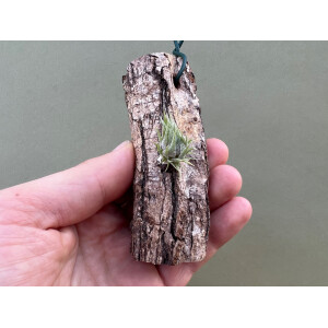 Tillandsia sprengeliana