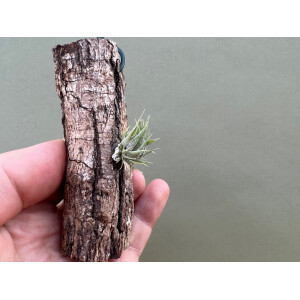 Tillandsia sprengeliana