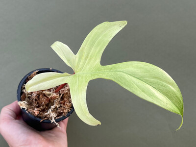 Philodendron Florida Ghost 1 Leaf Cutting