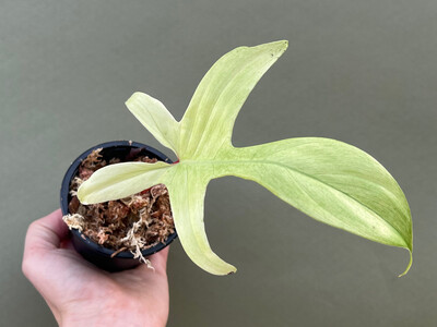 Philodendron Florida Ghost 1 Leaf Cutting