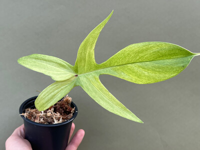 Philodendron Florida Ghost 1 Leaf Cutting