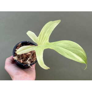 Philodendron Florida Ghost 1 Blatt Ableger