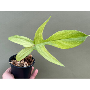 Philodendron Florida Ghost 1 Blatt Ableger