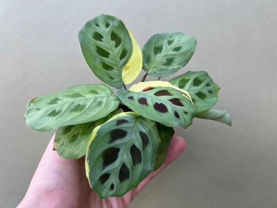 Maranta leuconeura kerchoveana variegata Babyplant