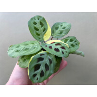 Maranta leuconeura kerchoveana variegata Babyplant