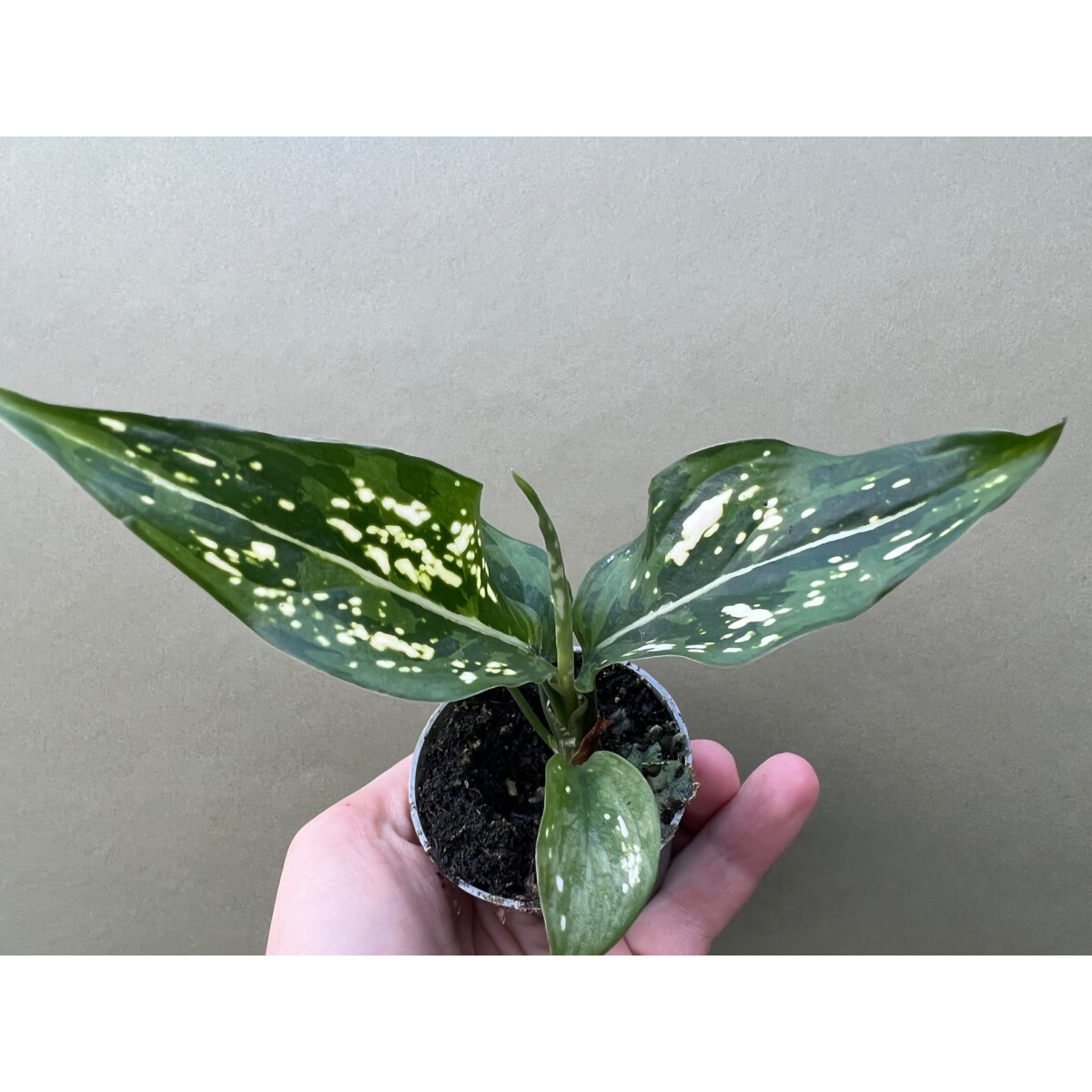 Aglaonema Snowflake
