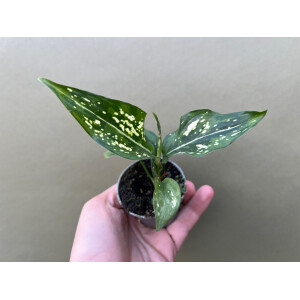 Aglaonema Snowflake