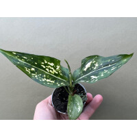 Aglaonema Snowflake