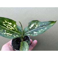 Aglaonema Snowflake