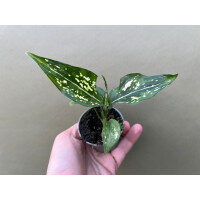 Aglaonema Snowflake