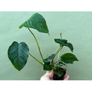 Anubias barteri