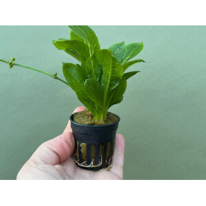 Echinodorus parviflorus