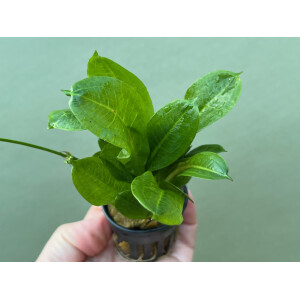 Echinodorus parviflorus