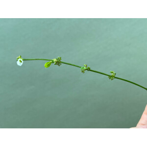 Echinodorus parviflorus