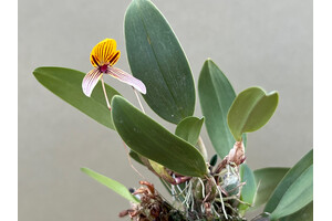 Bulbophyllum bolsteri