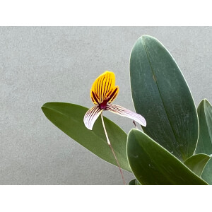 Bulbophyllum bolsteri