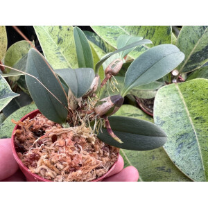 Bulbophyllum taiwanense