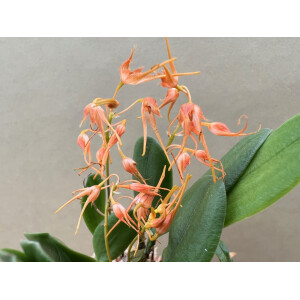 Bulbophyllum taiwanense