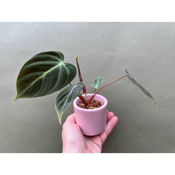 Philodendron spec. El Choco Red Babyplant