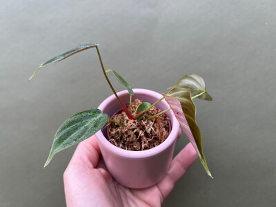 Philodendron spec. El Choco Red Babyplant