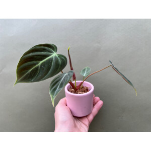 Philodendron spec. El Choco Red Babyplant