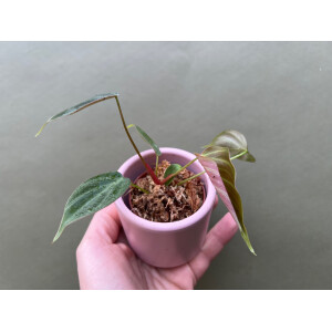 Philodendron spec. El Choco Red Babyplant