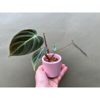 Philodendron spec. El Choco Red Babyplant