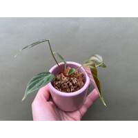 Philodendron spec. El Choco Red Babyplant