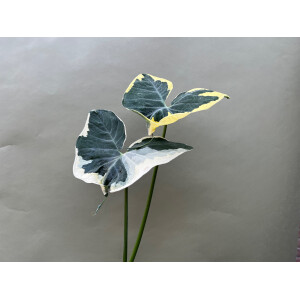 Xanthosoma variegata Mickey Mouse L - selten