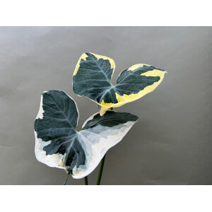 Xanthosoma variegata Mickey Mouse L - selten