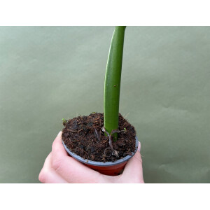 Xanthosoma variegata Mickey Mouse L - selten