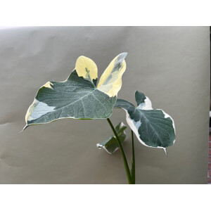 Xanthosoma variegata Mickey Mouse L - selten