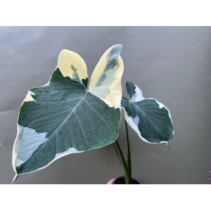 Xanthosoma variegata Mickey Mouse L - selten