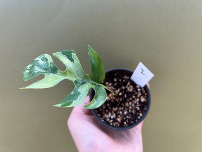 Rhaphidophora tetrasperma variegata Nr. 2 