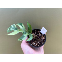 Rhaphidophora tetrasperma variegata Nr. 2