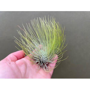 Tillandsia andreana L