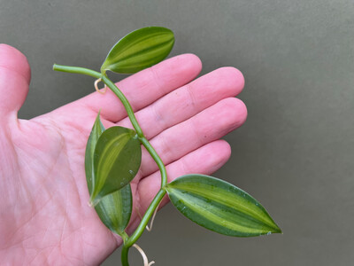 Vanilla planifolia variegata Cutting
