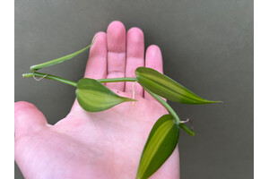 Vanilla planifolia variegata Ableger