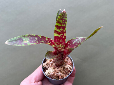 Neoregelia Wild Tiger S