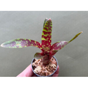 Neoregelia Wild Tiger S