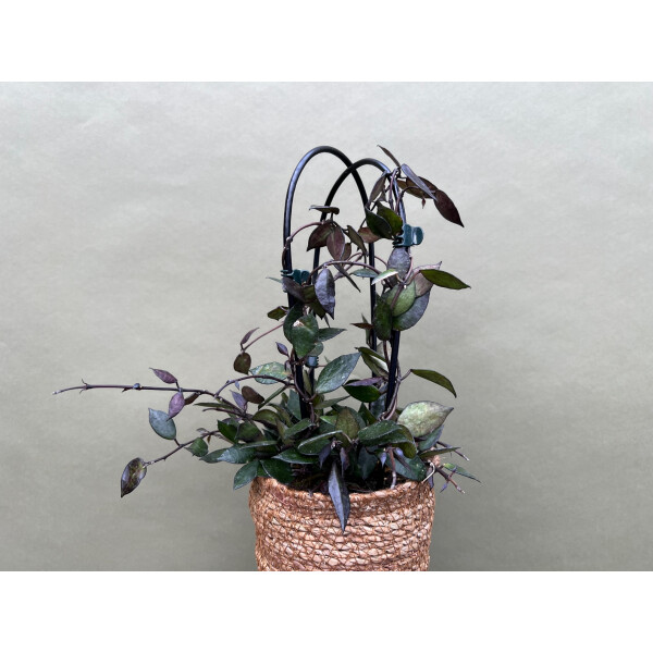 Hoya Krohniana Black Leaves XL